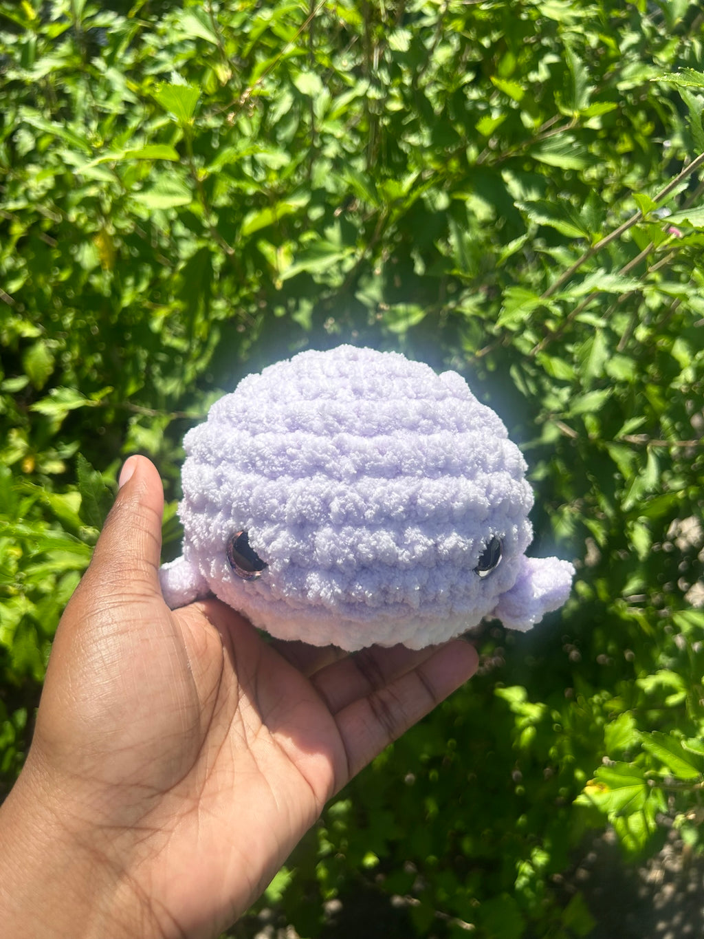 Classic Whale