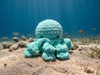 Large Octopus